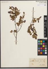 Foto von Salix myrtilloides L.